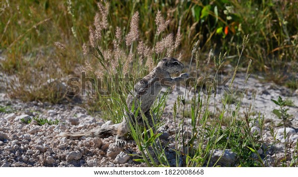 Cute\
single cape ground squirrel (south african ground squirrel, xerus\
inauris) grabbing for a blade of grass to eat on a meadow in Etosha\
National Park, Namibia, Africa. Focus on\
animal.