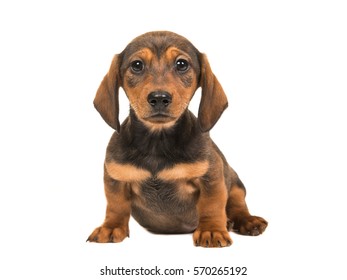 アナグマ犬 Images Stock Photos Vectors Shutterstock