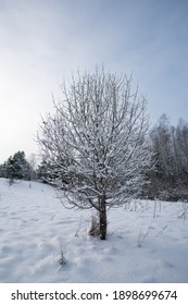 Cute single small tree covered in snow. Nice winter weather. Freezing temperatures. Amazing winter wonderland located in Estonia. Cold weather and perfect snow conditions.