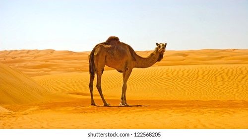 16,392 Camel walk Images, Stock Photos & Vectors | Shutterstock