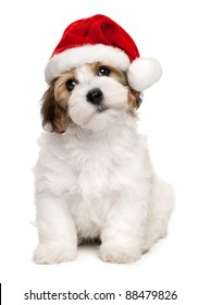Cute sitting Bichon Havanese puppy dog in Christmas - Santa hat. Isolated on a white background