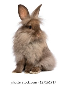 A Cute Sitting Chocolate Colored Lionhead Bunny Rabbit, Isolated On White Background