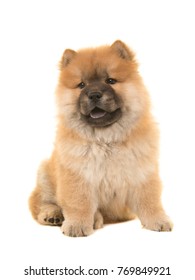 Cute sitting chow chow puppy glancing away with blue tongue sticking out isolated on a white background - Shutterstock ID 769849921