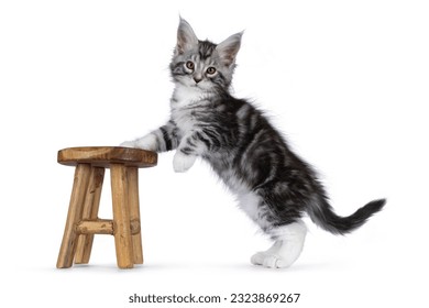 Cute siver tabby Maine Coon cat kitten, standing side ways with front paws on little wooden stool. Looking towards camera. Isolated on a white background. - Shutterstock ID 2323869267