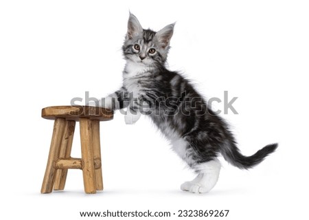 Cute siver tabby Maine Coon cat kitten, standing side ways with front paws on little wooden stool. Looking towards camera. Isolated on a white background.