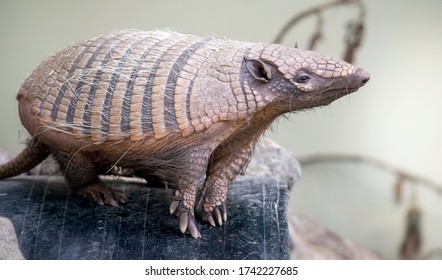 Cute Six Banded Armadillo Portrait