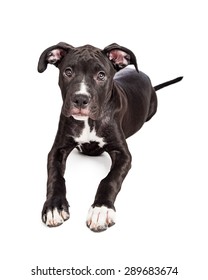 A Cute Six Month Old Mixed Large Breed Puppy Dog Laying Down And Looking Straight Into The Camera