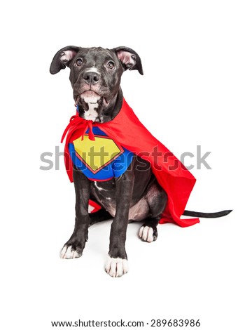 A cute six month old mixed large breed puppy dog wearing a red cape and a vest with room to add your own text onto.