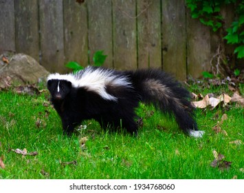 Cute Skunk in a Backyard