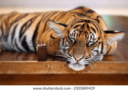 cute sleeping baby bengal tiger