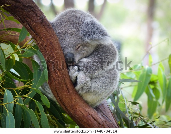 Cute Sleeping\
Baby Koala Bear in Queensland Australia sitting in Eucalyptus Tree.\
Adorable Sleepy Koala.