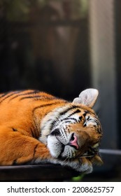 Cute Sleeping Bengal Tiger In Habitat Background