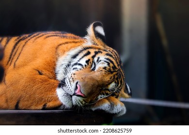 Cute Sleeping Bengal Tiger In Habitat Background