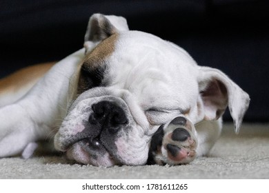 Cute Sleeping Bull Dog Puppy