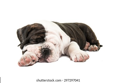 Cute Sleeping Bulldog Puppy At A White Background