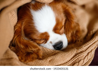 犬 寝顔 の写真素材 画像 写真 Shutterstock