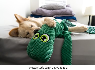 Cute Sleeping Chow Chow Mix Puppy While Hugging Favorite Green Octopus Toy On Bed