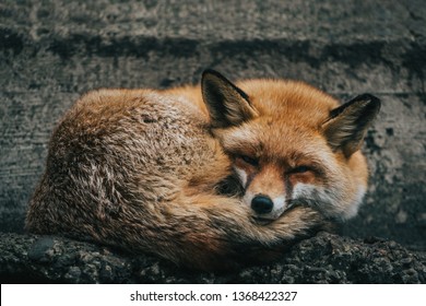 Cute Sleeping Fox