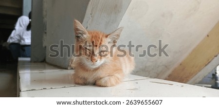cute sleeping kitten at school 