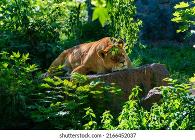 Cute sleeping lioness. Female lion laying on the stone in a sunny day. Wildlife safari