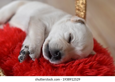 茶色 犬 寝る Hd Stock Images Shutterstock