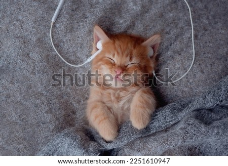 Cute sleeping striped Kitten listening music in Headphones on white bed. Musical pets banner. Copyspace