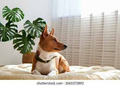 Cute Sleepy Basenji With Big Ears Sitting In A Dog Bed. Small Adorable Doggy With Funny Fur Stains Resting In A Lounger. Close Up, Copy Space For Text, Background.