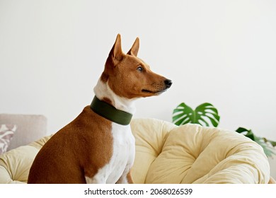 Cute Sleepy Basenji With Big Ears Sitting In A Dog Bed. Small Adorable Doggy With Funny Fur Stains Resting In A Lounger. Close Up, Copy Space For Text, Background.