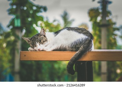 Cute Sleepy Cat Relaxing On The Table