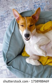 Cute Sleepy Jack Russel Terrier Puppy With Big Ears Resting On A Dog Bed With Yellow Blanket. Small Adorable Doggy With Funny Fur Stains Lying In Lounger. Close Up, Copy Space, Background, Top View.