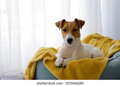 Cute Sleepy Jack Russel Terrier Puppy With Big Ears Resting On A Dog Bed With Yellow Blanket. Small Adorable Doggy With Funny Fur Stains Lying In Lounger. Close Up, Copy Space, Background, Top View.