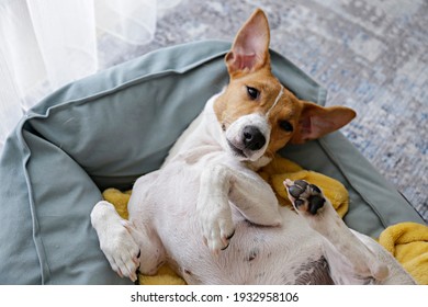 Cute Sleepy Jack Russel Terrier Puppy With Big Ears Resting On A Dog Bed With Yellow Blanket. Small Adorable Doggy With Funny Fur Stains Lying In Lounger. Close Up, Copy Space, Background, Top View.