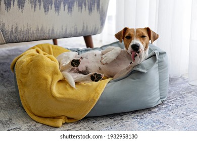 Cute Sleepy Jack Russel Terrier Puppy With Big Ears Resting On A Dog Bed With Yellow Blanket. Small Adorable Doggy With Funny Fur Stains Lying In Lounger. Close Up, Copy Space, Background, Top View.