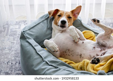 Cute Sleepy Jack Russel Terrier Puppy With Big Ears Resting On A Dog Bed With Yellow Blanket. Small Adorable Doggy With Funny Fur Stains Lying In Lounger. Close Up, Copy Space, Background, Top View.