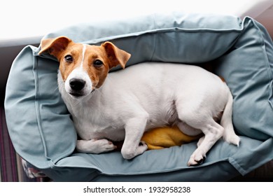 Cute Sleepy Jack Russel Terrier Puppy With Big Ears Resting On A Dog Bed With Yellow Blanket. Small Adorable Doggy With Funny Fur Stains Lying In Lounger. Close Up, Copy Space, Background, Top View.