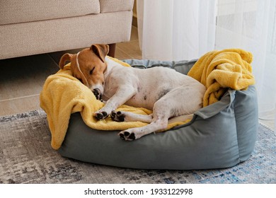 Cute Sleepy Jack Russel Terrier Puppy With Big Ears Resting On A Dog Bed With Yellow Blanket. Small Adorable Doggy With Funny Fur Stains Lying In Lounger. Close Up, Copy Space, Background, Top View.