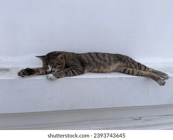 Cute sleepy and tired Thai domestic cat lay down on the floor. Lazy pet concept. - Powered by Shutterstock