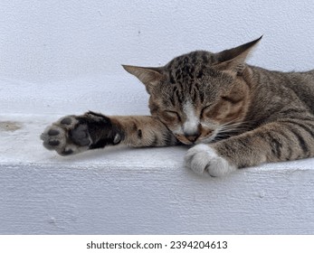 Cute sleepy and tired Thai domestic cat lay down on the floor. Lazy pet concept. - Powered by Shutterstock