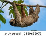 Cute sloth (Bradypus) hanging on tree branch with funny face look, perfect portrait of wild animal in the Rainforest