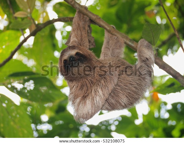 Cute sloth, Bradypus\
variegatus, hanging from a branch in the forest, wild animal,\
Panama, Central America