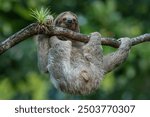 Cute sloth hanging on tree branch with funny face look, perfect portrait of wild animal in the Rainforest of Costa Rica scratching the belly, Bradypus variegatus, brown-throated three-toed sloth,