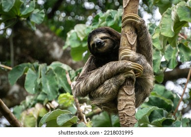 Cute Sloth Hanging On The Tree In Panama