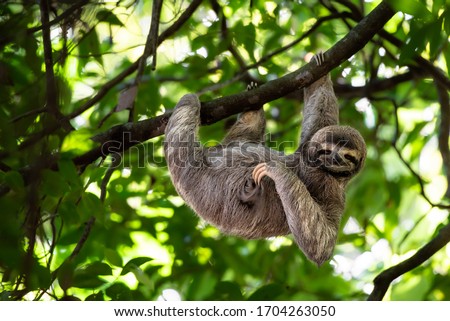 Cute sloth hanging on tree branch with funny face look, perfect portrait of wild animal in the Rainforest of Costa Rica scratching the belly, Bradypus variegatus, brown-throated three-toed sloth,