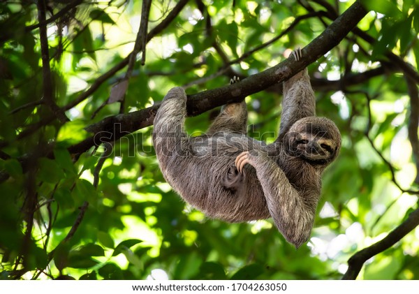 cute-sloth-hanging-on-tree-600w-1704263050.jpg