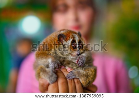 Cute slow loris primate (nycticebus) in Southeast Asia. Sweet, funny, fluffy, wild animal.