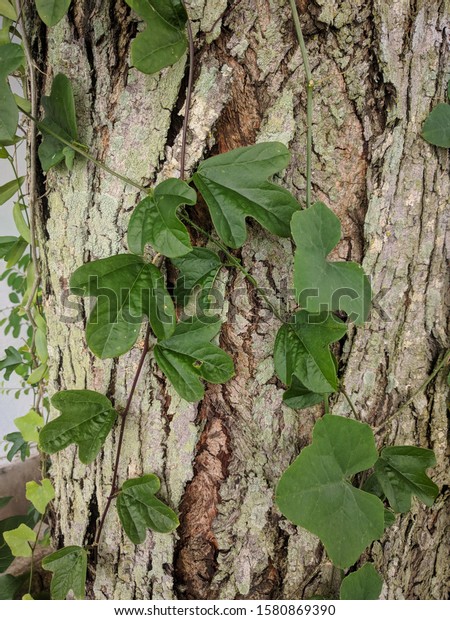 Cute Small 3 Lobed Leaves On Stock Photo Edit Now