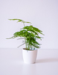 Cute Small Asparagus Fern Trending Tropical Houseplant, Perennial Evergreen In A White Pot On A White Background