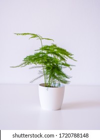 Cute Small Asparagus Fern Trending Tropical Houseplant, Perennial Evergreen In A White Pot On A White Background