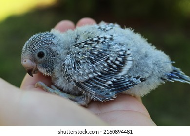 Cute Small Baby Budgie From Home Breeding