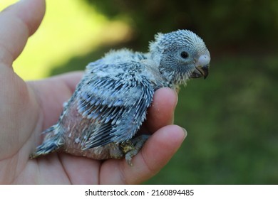 Cute Small Baby Budgie From Home Breeding